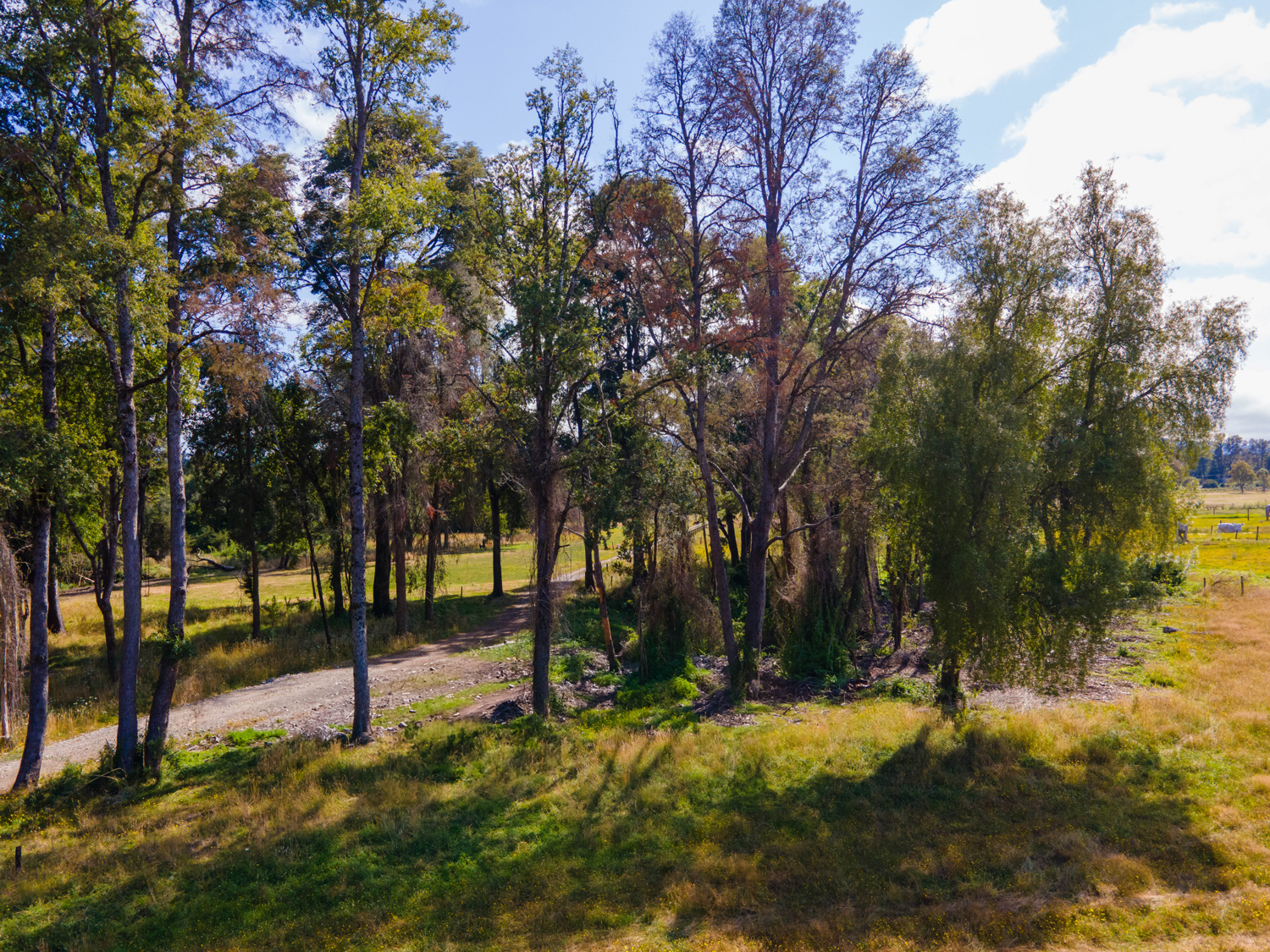 Bosques nativos