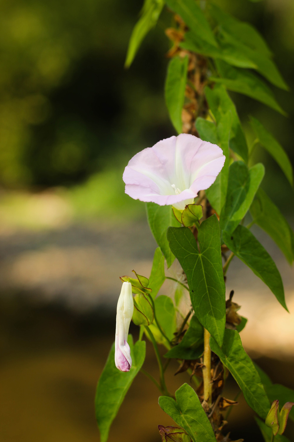 Vegetación nativa